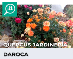 Banner de Daroca